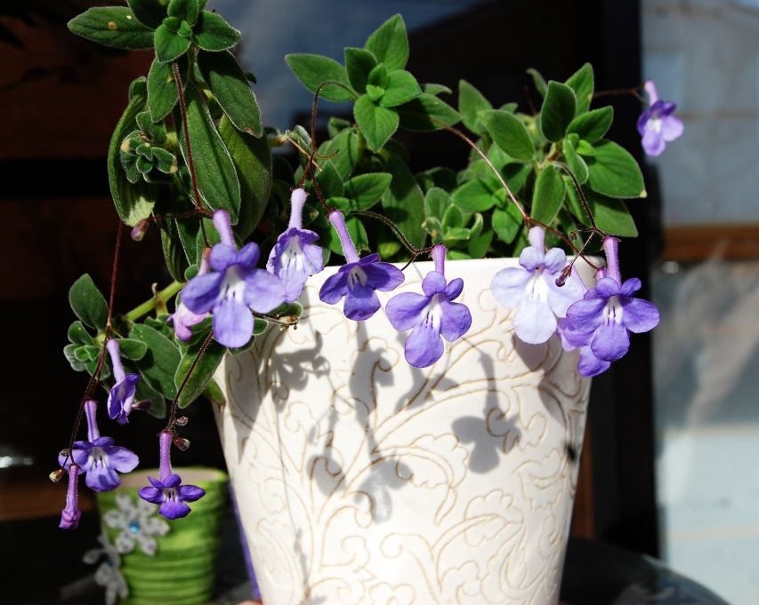 ストレプトカーパス サクソルム いなはな日記