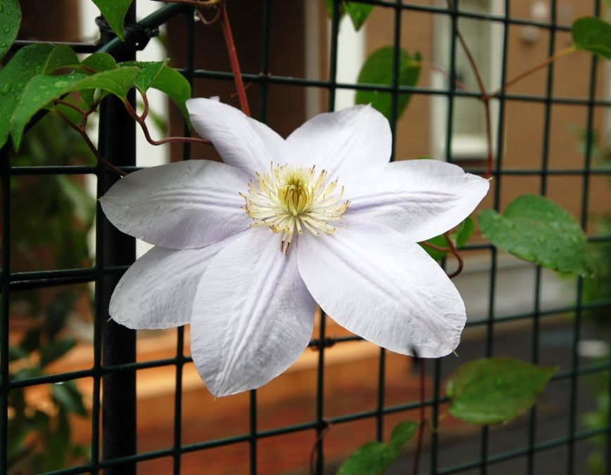 クレマチス 白馬 いなはな日記