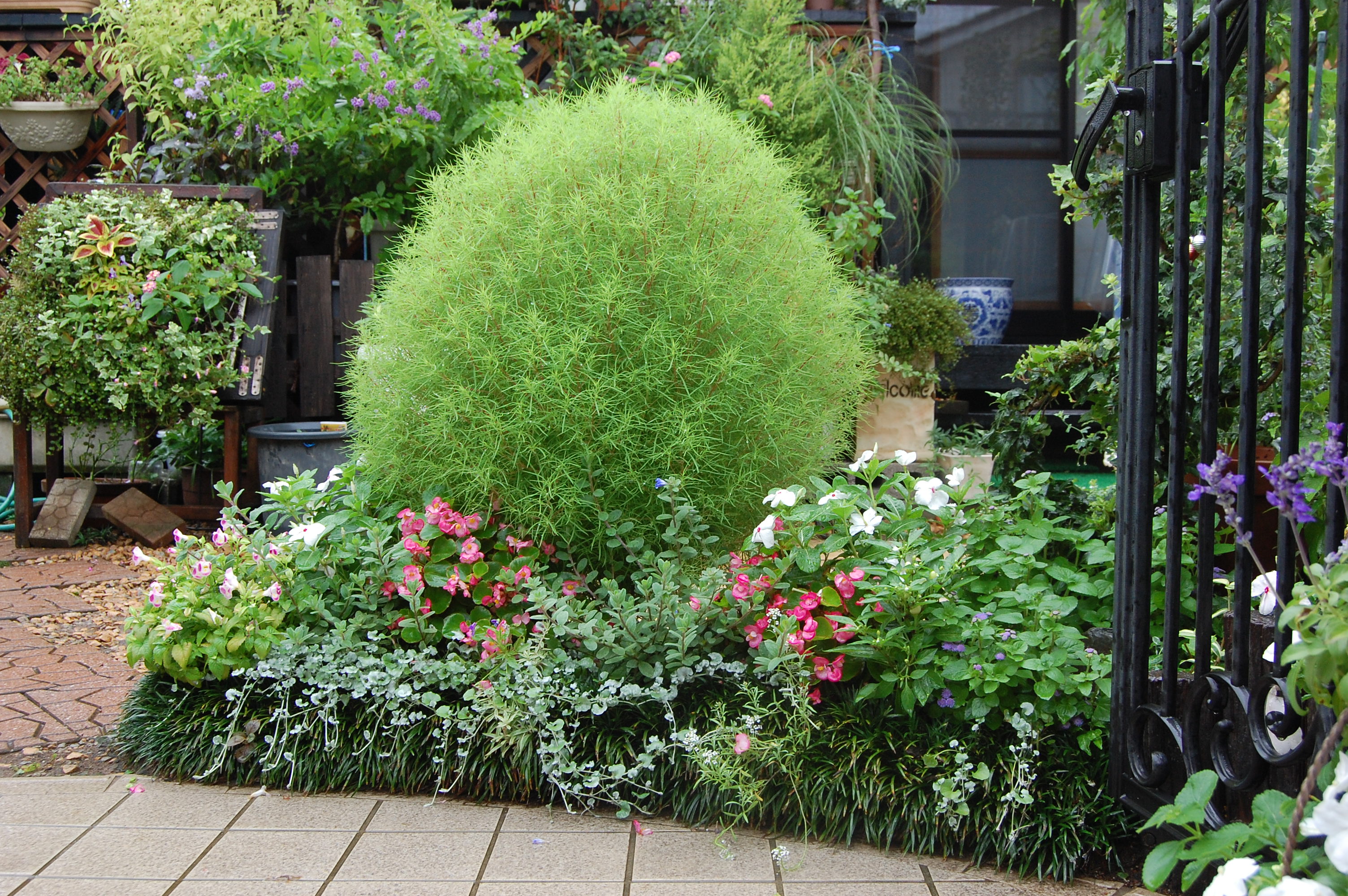 ほうき草 いなはな日記