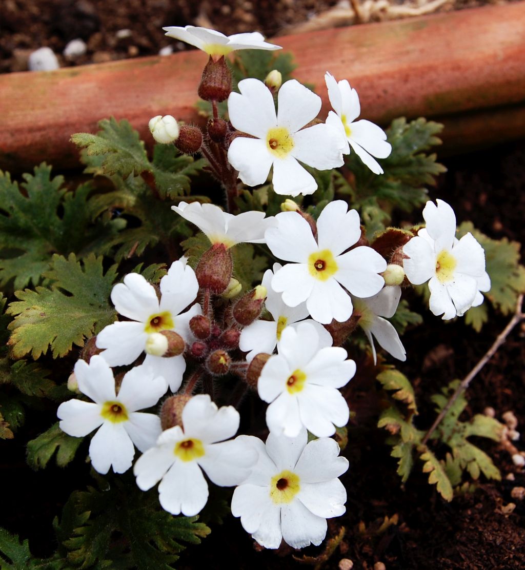 プリムラ シネンシス いなはな日記