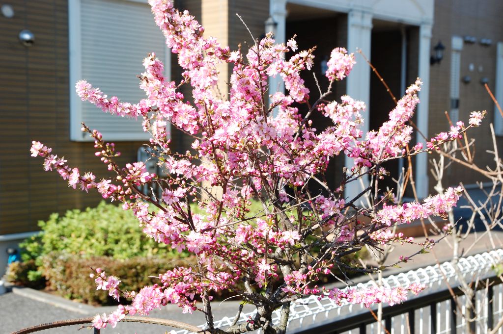 ニワザクラ いなはな日記 ニワザクラ いなはな日記