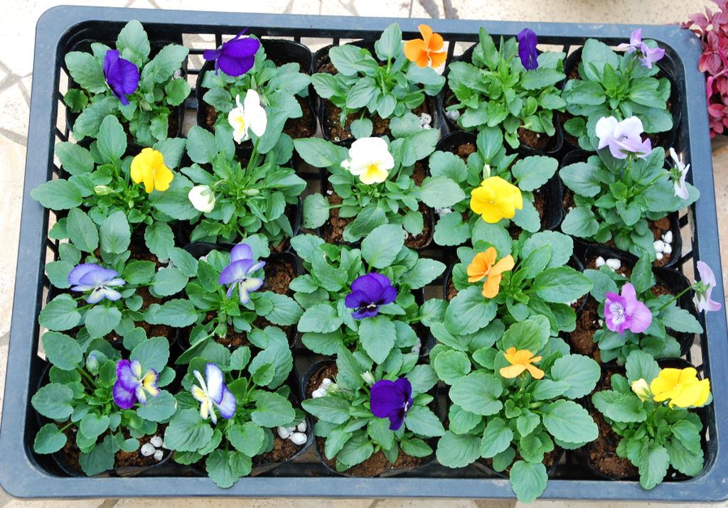 秋から春の花 いなはな日記