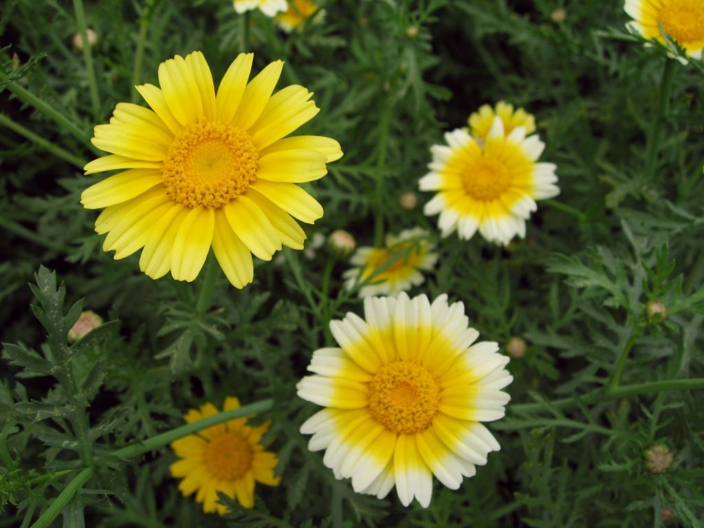 春菊の花 いなはな日記