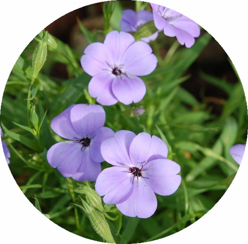 ビスカリア ブルーエンジェル いなはな日記 ビスカリア ブルーエンジェル いなはな日記