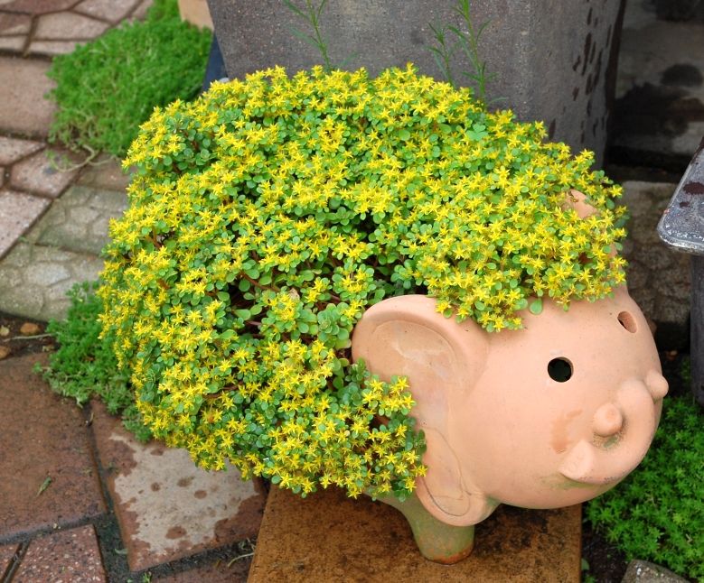 セダム オーレウス いなはな日記