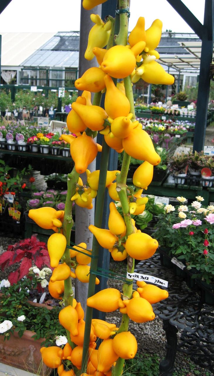 フォックス フェイス いなはな日記