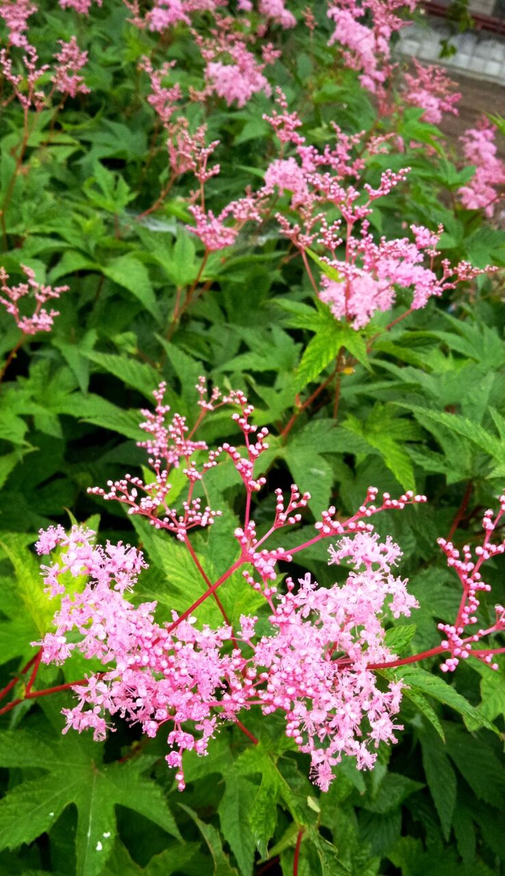 アスチルベ いなはな日記