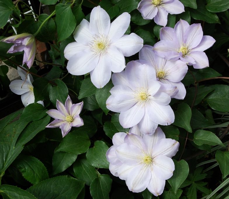 クレマチス 白馬 いなはな日記