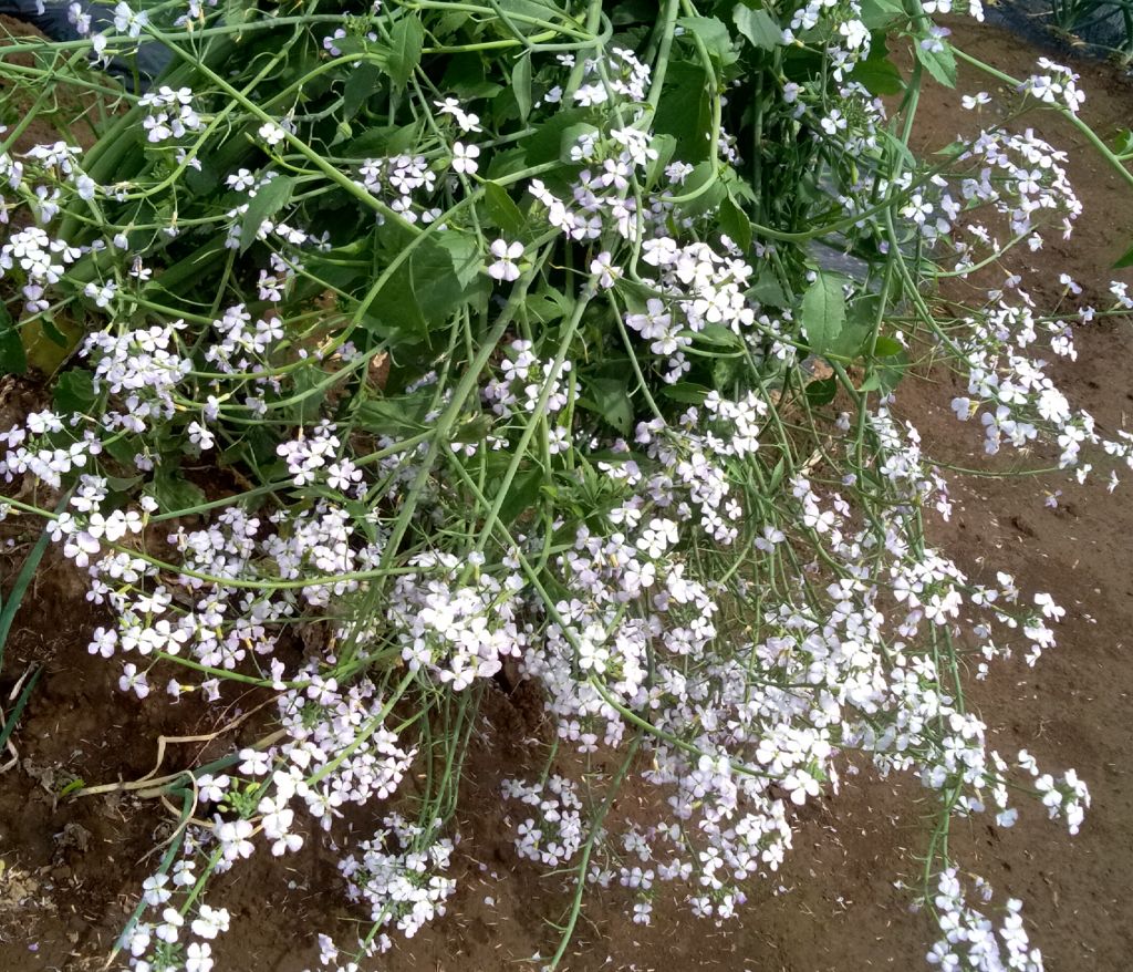 大根の花 いなはな日記