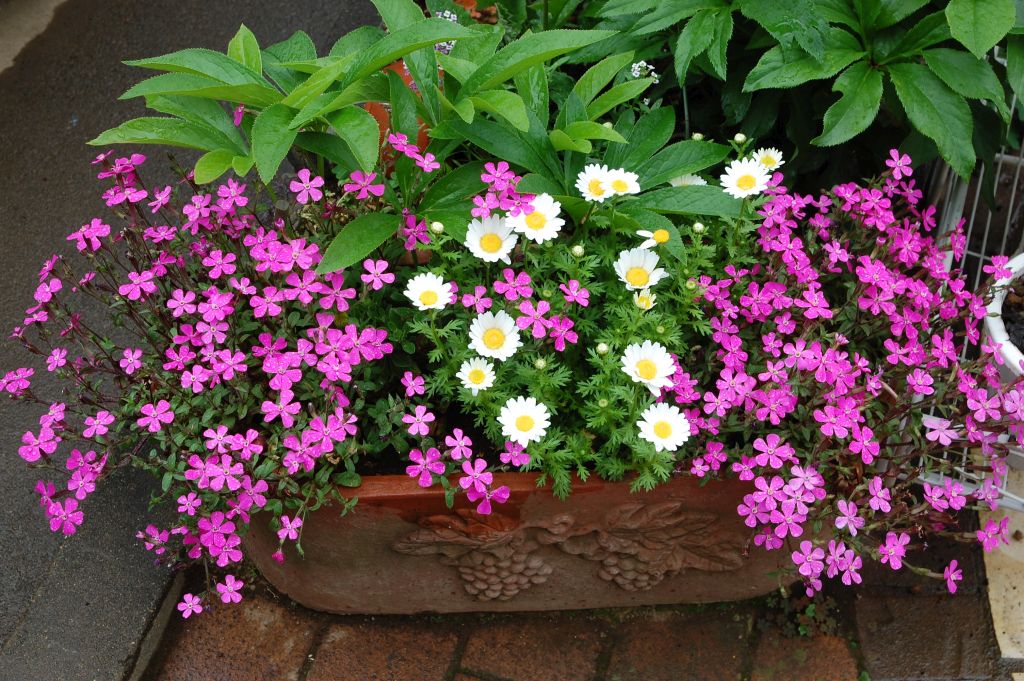 シレネ ピンクパンサー ツルコザクラ 蔓小桜 いなはな日記