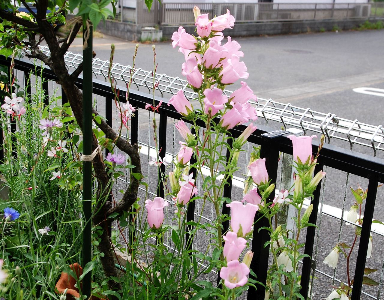 カンパニュラ メディウム いなはな日記 カンパニュラ メディウム いなはな日記