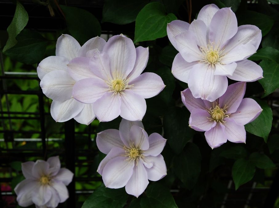 クレマチス 白馬 いなはな日記