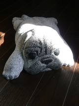 pug002
