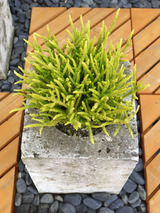 taniku102003.jpg