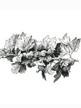 gooseberry.jpg