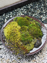 moss00903