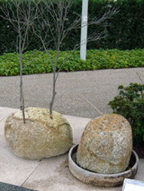 kaki110401.jpg