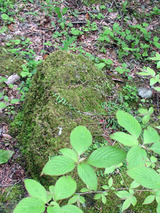 hakone51802.jpg