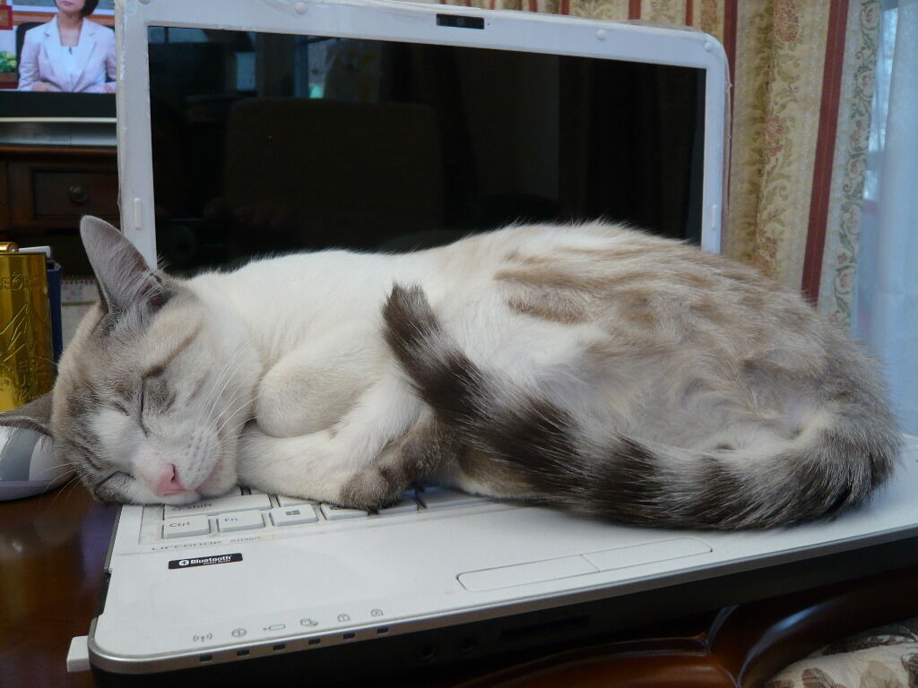 イメージ 4