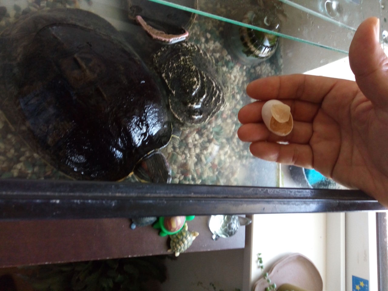 稲妻太郎の不定期便