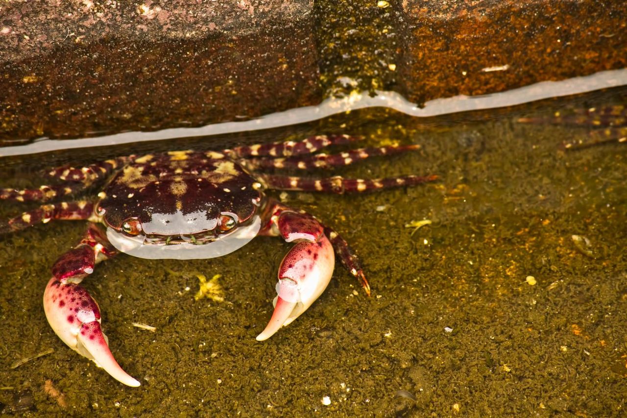 岡山県笠岡市に生きた化石といわれるカブトガニの博物館がある Inafanのブログ