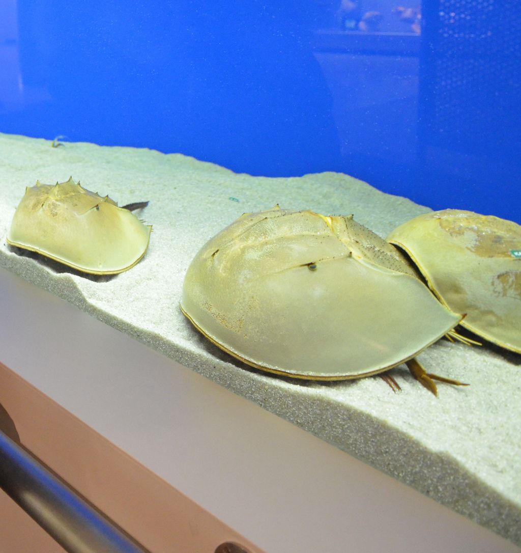 岡山県笠岡市に生きた化石といわれるカブトガニの博物館がある Inafanのブログ