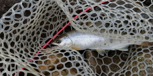 210624明ヤマメ２