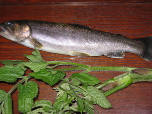 93a45798.jpg