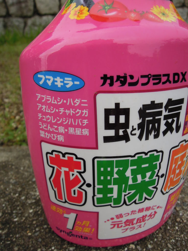 キンモクセイはハダニの被害に遭っている イナカモノのイナカグラシ