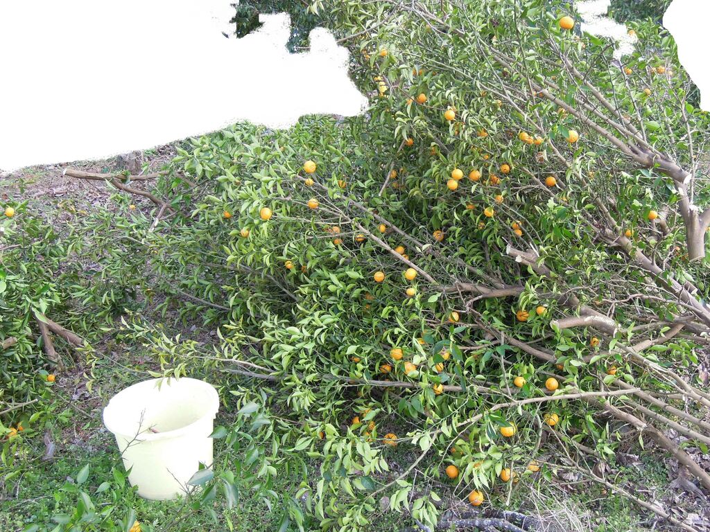 柚子の大剪定 伐採 とスズメバチの巣 イナカモノのイナカグラシ