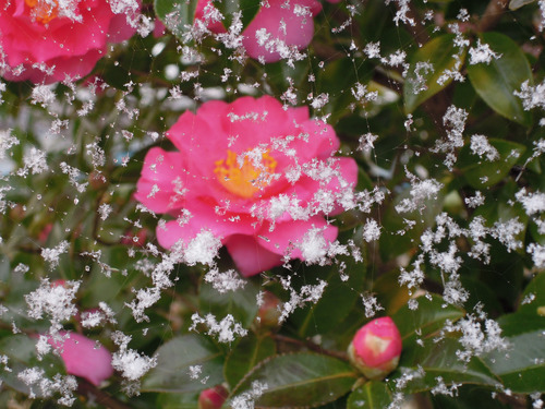 雪 2018年12月