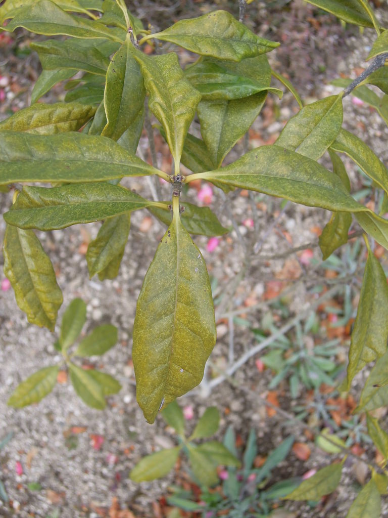 キンモクセイが枯れそうです 盛夏に植えたキンモクセイのその後 8 イナカモノのイナカグラシ キンモクセイが枯れそうです 盛夏に植えたキンモクセイのその後 8 イナカモノのイナカグラシ