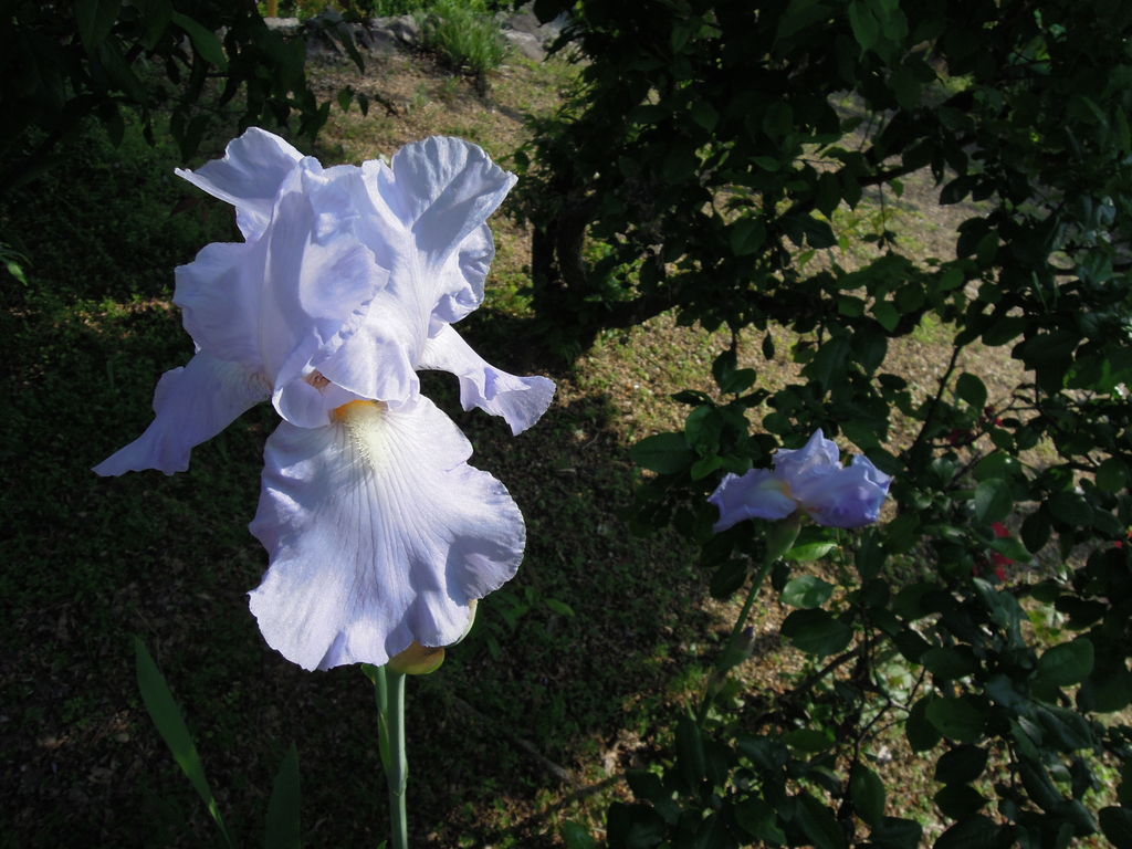 ジャーマンアイリス ドイツアヤメ が開花 イナカモノのイナカグラシ