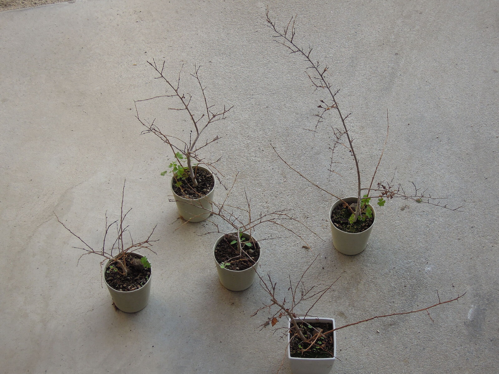種から育てるサルスベリ 4年目春の植え替え イナカモノのイナカグラシ