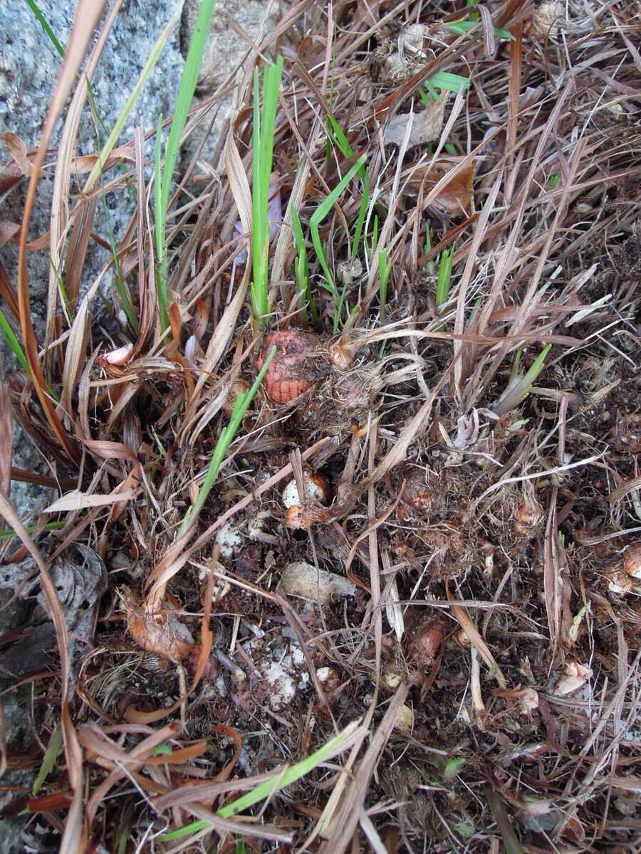 クロコスミアの開花と冬の球根整理 イナカモノのイナカグラシ