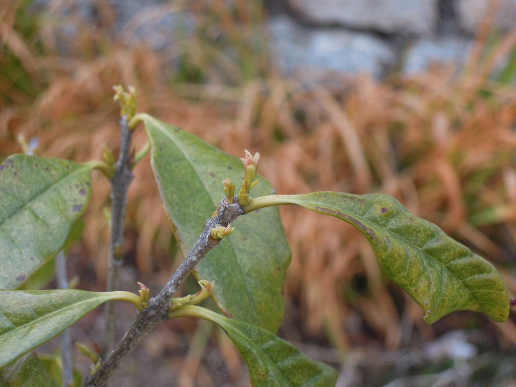 キンモクセイの芽が伸びた 盛夏に植えたキンモクセイのその後 9 イナカモノのイナカグラシ