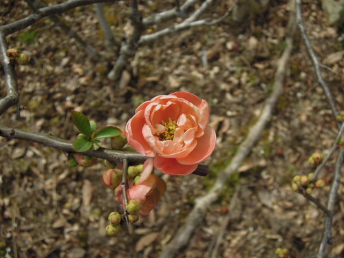 木瓜開花2019 1-1