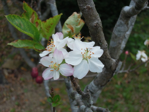 11月下旬のヒメリンゴの花 1-1