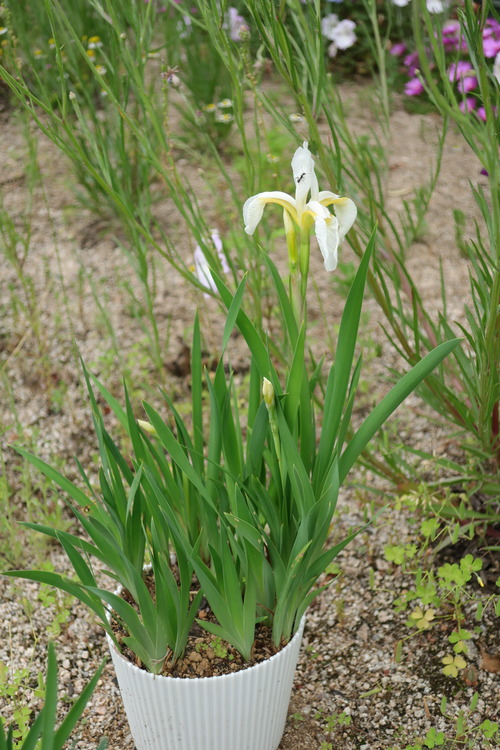 注目のブランド返品ok Retica Mew レティカミュウ のドレス ペタルスリーブひざ丈タイトワンピースパーティードレス Rt Md118 を購入できます Retica ペタルスリーブひざ丈タイトワンピースパーティードレス ドレス ワンピース ドレス Retica Mew
