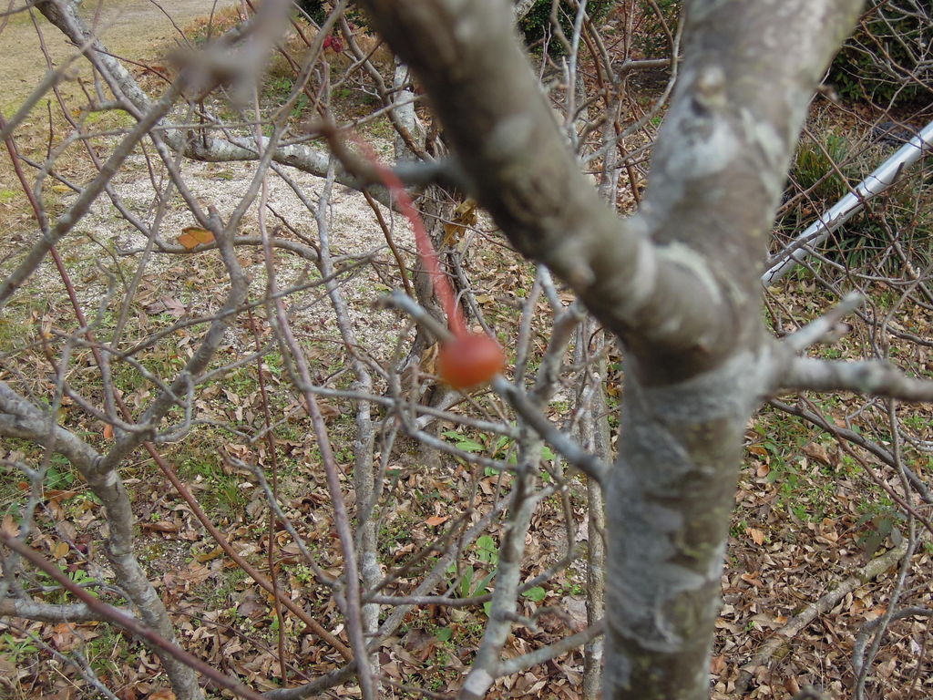 ハナカイドウの剪定をしたよ イナカモノのイナカグラシ ハナカイドウの剪定をしたよ イナカモノのイナカグラシ