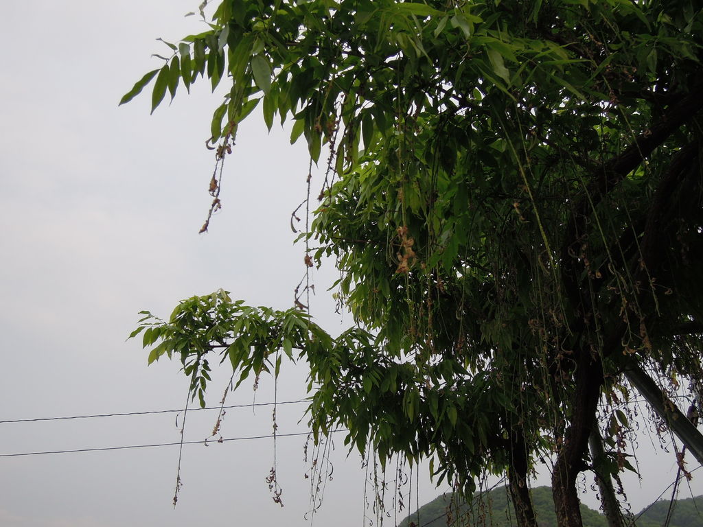 藤の種まきのコツ 藤の種まきから発芽まで 藤の実生 イナカモノのイナカグラシ 藤の種まきのコツ 藤の種まきから発芽まで 藤の実生 イナカモノのイナカグラシ
