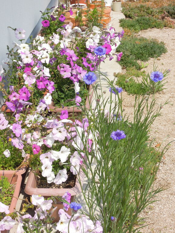 ペチュニア 冬越し 秋まき実生株 が開花しました イナカモノのイナカグラシ