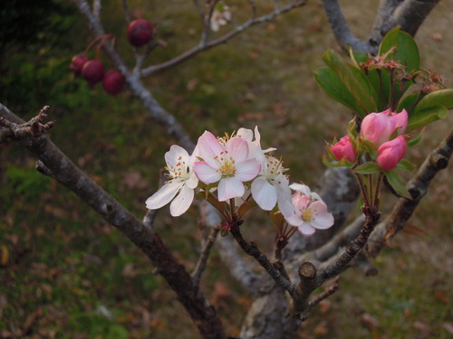 12月上旬のヒメリンゴの花 1-1