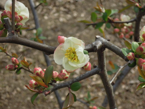 木瓜開花2019 1-5