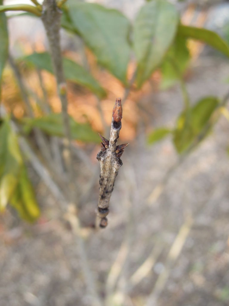 キンモクセイの剪定と虫 盛夏に植えたキンモクセイのその後 10 イナカモノのイナカグラシ キンモクセイの剪定と虫 盛夏に植えたキンモクセイのその後 10 イナカモノのイナカグラシ
