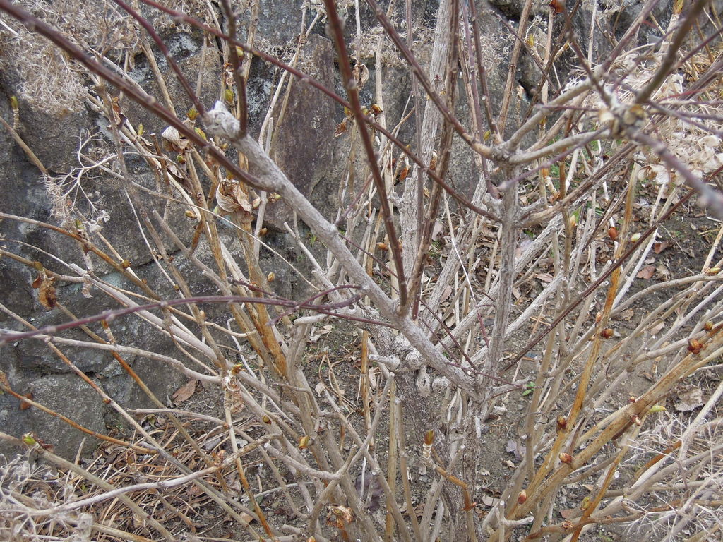 お気にいる 確認中 紫陽花 剪定枝 ２本 植物 観葉植物 Cerpsw Edu Uy