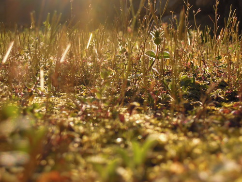 春の草が夕日に照らされる 2020 1-3