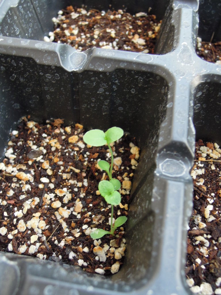 キキョウの種まきから発芽までの様子 桔梗の実生 イナカモノのイナカグラシ