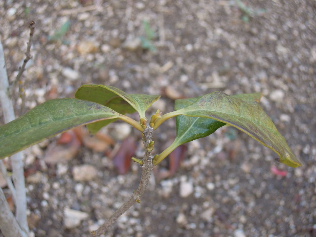 キンモクセイの芽が伸びた 盛夏に植えたキンモクセイのその後 9 イナカモノのイナカグラシ