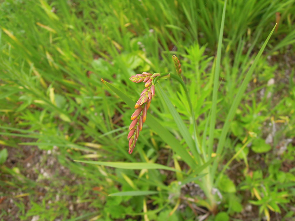 クロコスミア開花 19 と 球根を掘り起こしたときの様子 イナカモノのイナカグラシ